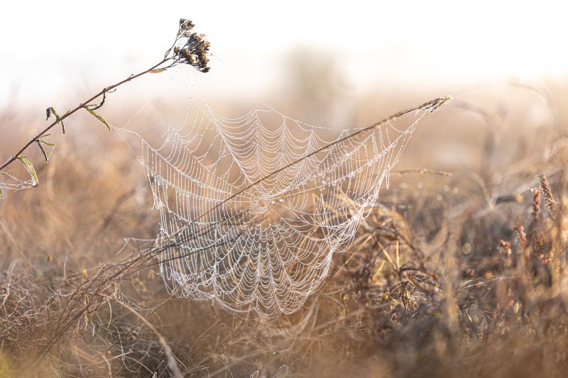 Spinnennetz im Herbstnebel