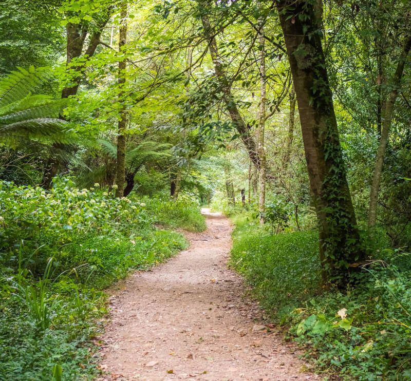 Pfad im Wald